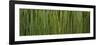 Grass Blades Panorama-Steve Gadomski-Framed Photographic Print