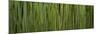 Grass Blades Panorama-Steve Gadomski-Mounted Photographic Print