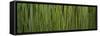 Grass Blades Panorama-Steve Gadomski-Framed Stretched Canvas