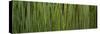 Grass Blades Panorama-Steve Gadomski-Stretched Canvas