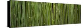 Grass Blades Panorama-Steve Gadomski-Stretched Canvas