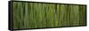 Grass Blades Panorama-Steve Gadomski-Framed Stretched Canvas