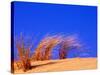 Grass Blowing on Dunes, Oregon Dunes National Recreation Area, USA-Adam Jones-Stretched Canvas