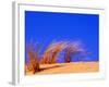 Grass Blowing on Dunes, Oregon Dunes National Recreation Area, USA-Adam Jones-Framed Photographic Print