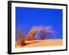 Grass Blowing on Dunes, Oregon Dunes National Recreation Area, USA-Adam Jones-Framed Photographic Print