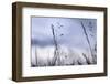 Grass Blue Sunset 2-null-Framed Photographic Print