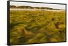 Grass , Cape Cod National Seashore, Massachusetts-Jerry and Marcy Monkman-Framed Stretched Canvas