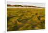 Grass , Cape Cod National Seashore, Massachusetts-Jerry and Marcy Monkman-Framed Premium Photographic Print