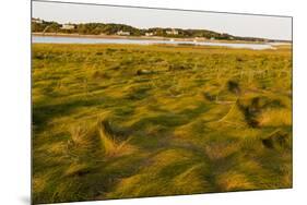 Grass , Cape Cod National Seashore, Massachusetts-Jerry and Marcy Monkman-Mounted Premium Photographic Print