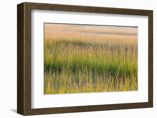 Grass , Cape Cod National Seashore, Massachusetts-Jerry and Marcy Monkman-Framed Photographic Print