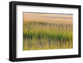 Grass , Cape Cod National Seashore, Massachusetts-Jerry and Marcy Monkman-Framed Photographic Print