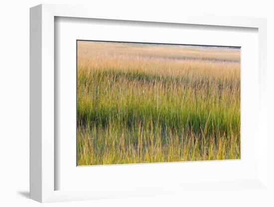 Grass , Cape Cod National Seashore, Massachusetts-Jerry and Marcy Monkman-Framed Photographic Print
