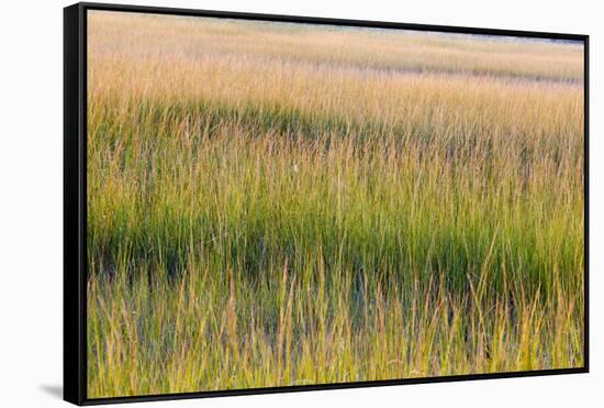 Grass , Cape Cod National Seashore, Massachusetts-Jerry and Marcy Monkman-Framed Stretched Canvas