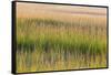 Grass , Cape Cod National Seashore, Massachusetts-Jerry and Marcy Monkman-Framed Stretched Canvas