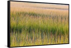 Grass , Cape Cod National Seashore, Massachusetts-Jerry and Marcy Monkman-Framed Stretched Canvas