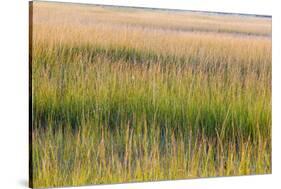Grass , Cape Cod National Seashore, Massachusetts-Jerry and Marcy Monkman-Stretched Canvas