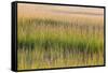 Grass , Cape Cod National Seashore, Massachusetts-Jerry and Marcy Monkman-Framed Stretched Canvas