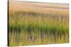 Grass , Cape Cod National Seashore, Massachusetts-Jerry and Marcy Monkman-Stretched Canvas