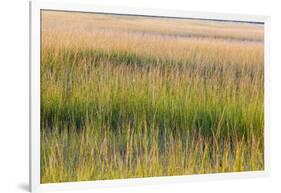 Grass , Cape Cod National Seashore, Massachusetts-Jerry and Marcy Monkman-Framed Photographic Print