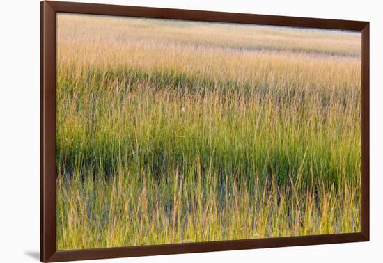 Grass , Cape Cod National Seashore, Massachusetts-Jerry and Marcy Monkman-Framed Photographic Print