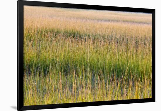 Grass , Cape Cod National Seashore, Massachusetts-Jerry and Marcy Monkman-Framed Photographic Print