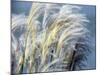 Grass Diptych Right-Ken Bremer-Mounted Giclee Print