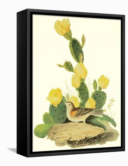 Grass Finch Or Bay-Winged Bunting-John James Audubon-Framed Stretched Canvas