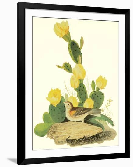 Grass Finch Or Bay-Winged Bunting-John James Audubon-Framed Art Print