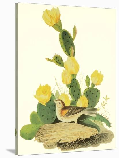 Grass Finch Or Bay-Winged Bunting-John James Audubon-Stretched Canvas