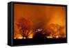 Grass Fire at Night in Pantanal, Brazil-Bence Mate-Framed Stretched Canvas