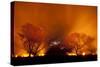 Grass Fire at Night in Pantanal, Brazil-Bence Mate-Stretched Canvas