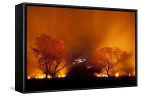 Grass Fire at Night in Pantanal, Brazil-Bence Mate-Framed Stretched Canvas