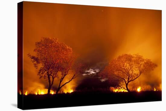 Grass Fire at Night in Pantanal, Brazil-Bence Mate-Stretched Canvas