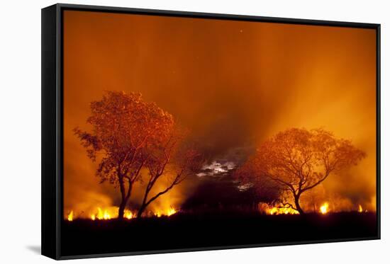 Grass Fire at Night in Pantanal, Brazil-Bence Mate-Framed Stretched Canvas