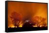 Grass Fire at Night in Pantanal, Brazil-Bence Mate-Framed Stretched Canvas