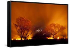 Grass Fire at Night in Pantanal, Brazil-Bence Mate-Framed Stretched Canvas