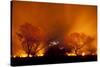 Grass Fire at Night in Pantanal, Brazil-Bence Mate-Stretched Canvas