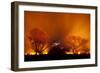 Grass Fire at Night in Pantanal, Brazil-Bence Mate-Framed Photographic Print