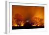 Grass Fire at Night in Pantanal, Brazil-Bence Mate-Framed Photographic Print