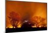 Grass Fire at Night in Pantanal, Brazil-Bence Mate-Mounted Photographic Print