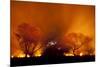 Grass Fire at Night in Pantanal, Brazil-Bence Mate-Mounted Photographic Print