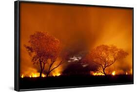 Grass Fire at Night in Pantanal, Brazil-Bence Mate-Framed Photographic Print