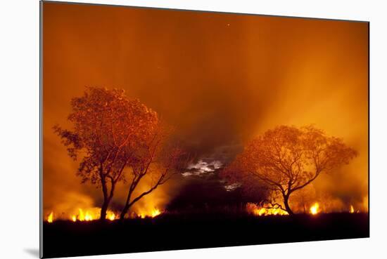 Grass Fire at Night in Pantanal, Brazil-Bence Mate-Mounted Photographic Print