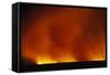 Grass Fire at Night-null-Framed Stretched Canvas