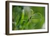 Grass Formed Itself in a Heart Shape with Morning Dew-Frank May-Framed Photo