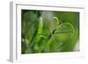 Grass Formed Itself in a Heart Shape with Morning Dew-Frank May-Framed Photo