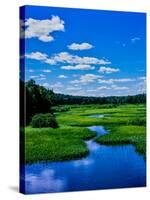 Grass growing in a river, Middle Branch Moose River, New York State Route 28, Adirondack Mountai...-null-Stretched Canvas