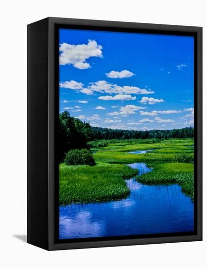 Grass growing in a river, Middle Branch Moose River, New York State Route 28, Adirondack Mountai...-null-Framed Stretched Canvas