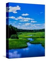 Grass growing in a river, Middle Branch Moose River, New York State Route 28, Adirondack Mountai...-null-Stretched Canvas