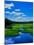 Grass growing in a river, Middle Branch Moose River, New York State Route 28, Adirondack Mountai...-null-Mounted Photographic Print